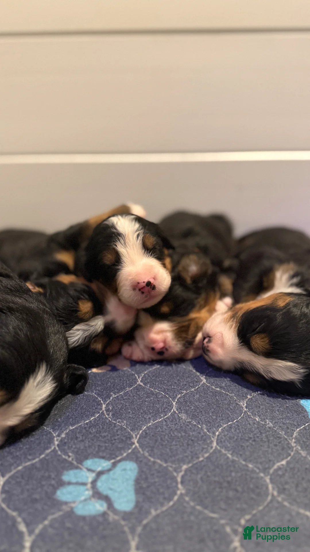Bernese Mountain Dog dogs for sale: Bernese Mountain Dog Puppy 4 - Ad 1