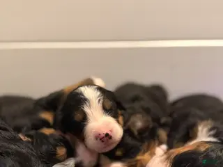 Bernese Mountain Dog dogs Bernese Mountain Dog Puppy 4 - Ad 42