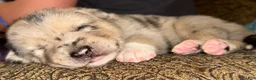 Mixed Breed dogs for sale: Mixed Breed 2 - Ad 7