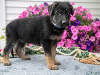 German Shepherd dogs - Ad 27