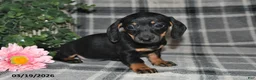 Miniature Dachshund dogs for sale: Carmen - Ad 1