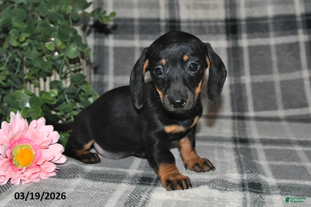 Miniature Dachshund dogs for sale: Carmen - Ad 1