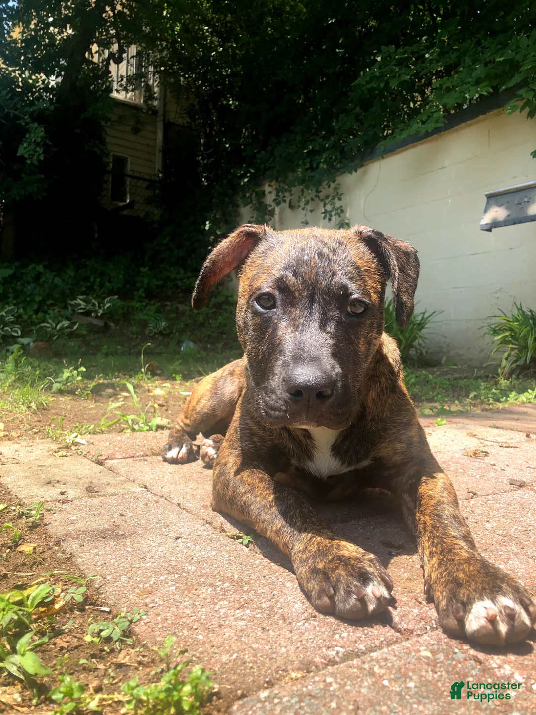 American Pit Bull Terrier dogs for sale: American Pit Bull Terrier Puppy  - Ad 5