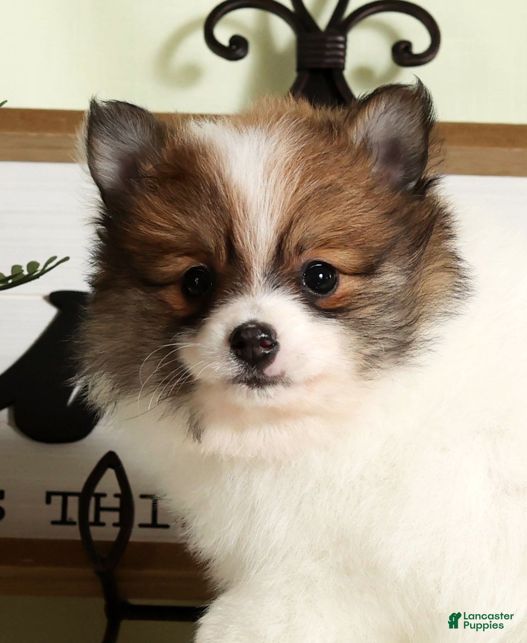 Pomeranian dogs for sale: Lexie - Ad 9