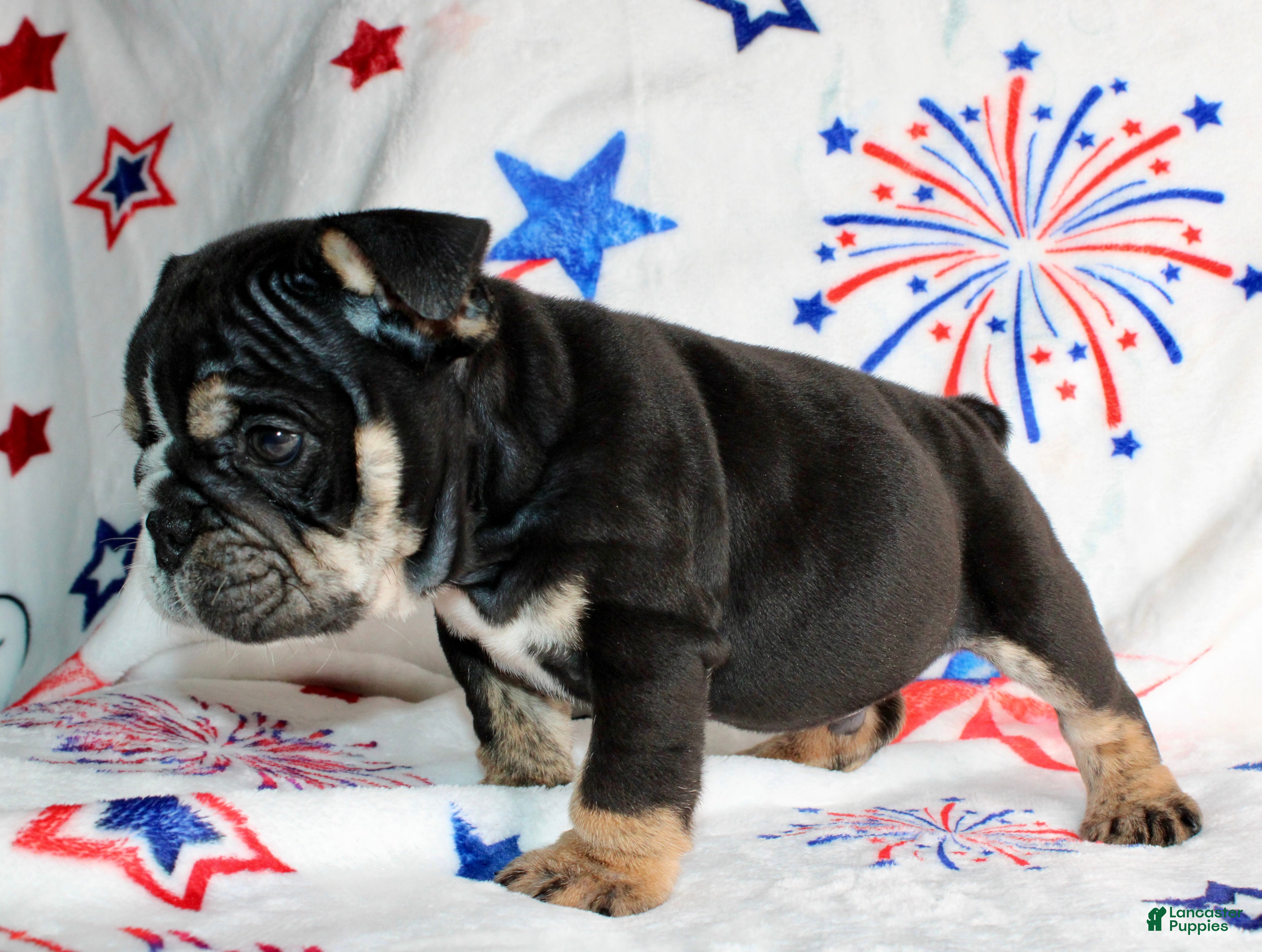 English Bulldog dogs Ramsey - Ad 2
