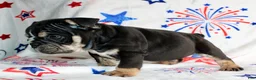 English Bulldog dogs for sale: Ramsey - Ad 2