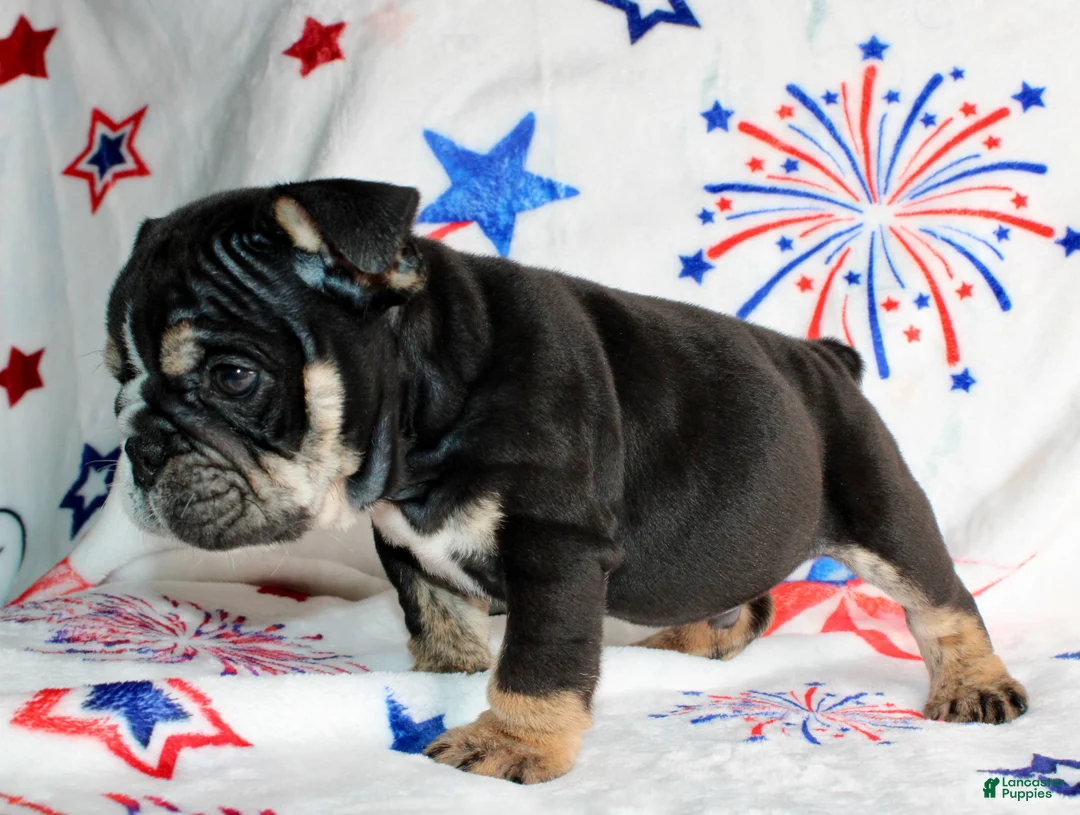 English Bulldog dogs for sale: Ramsey - Ad 2