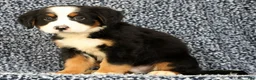 Bernese Mountain Dog dogs for sale: Chevy - Ad 4