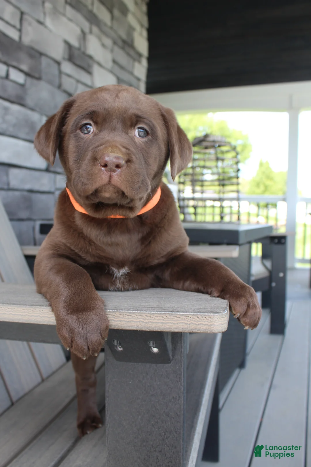 Labrador Retriever dogs for sale: Molly AKC - Ad 6