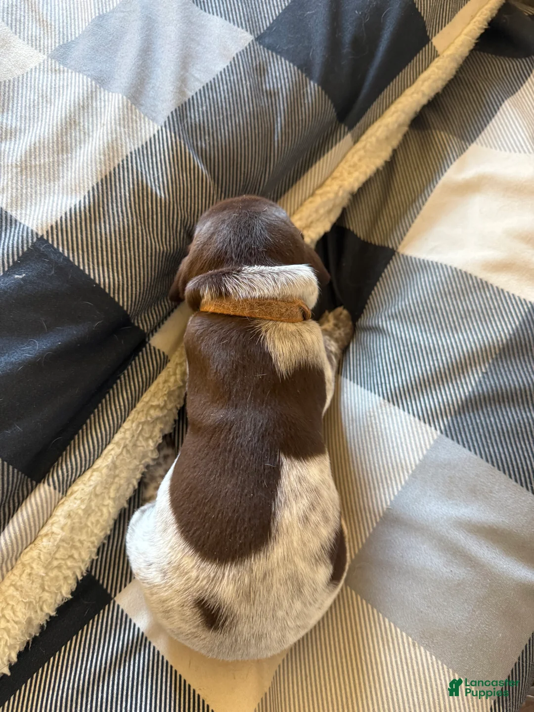 German Shorthaired Pointer dogs for sale: German Shorthaired Pointer Puppy 5 - Ad 2