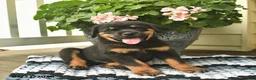 Rottweiler dogs for sale: Milo  - Ad 3