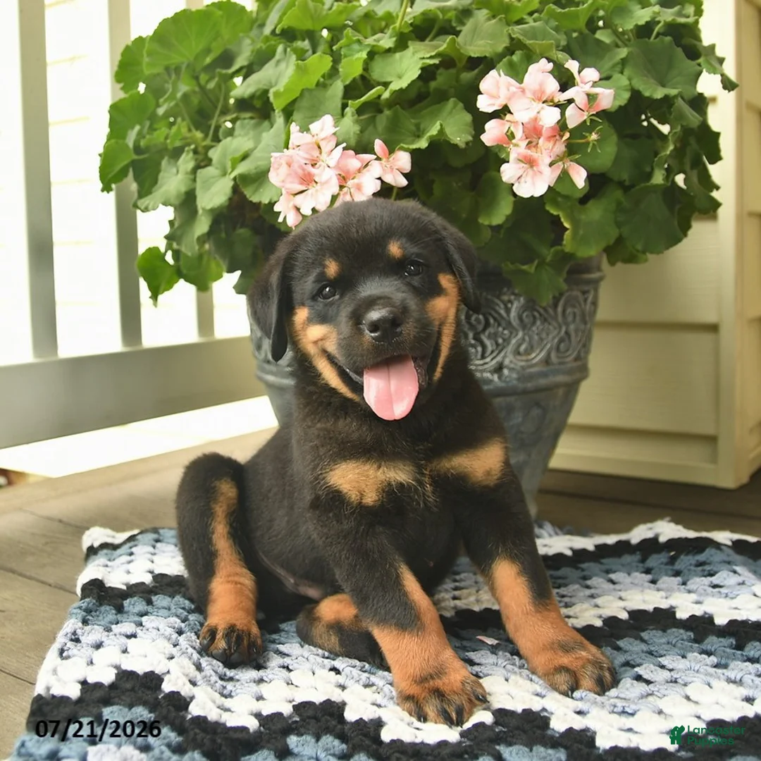 Rottweiler dogs for sale: Milo  - Ad 3