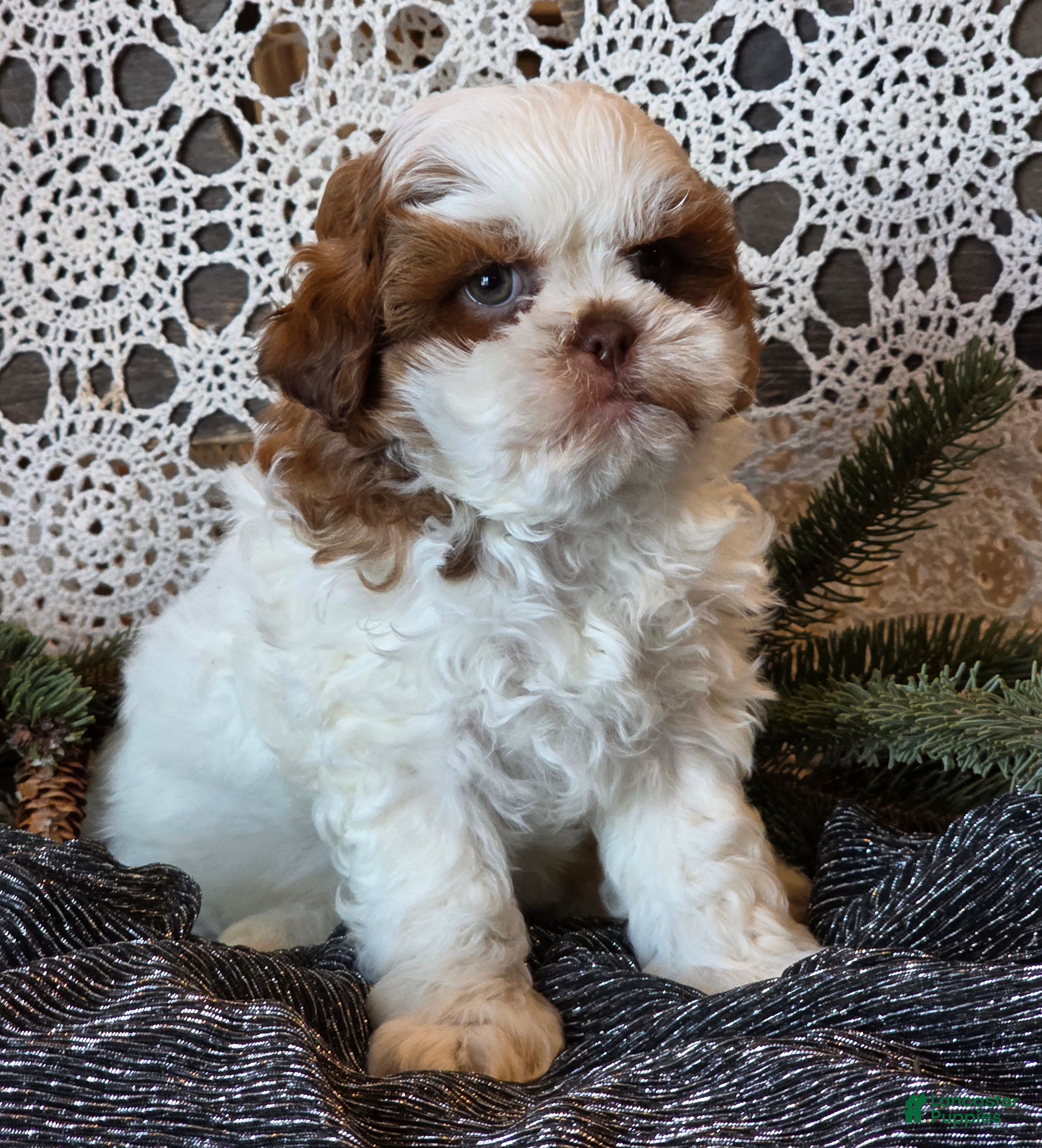Shihpoo dogs Jimmy - Ad 28