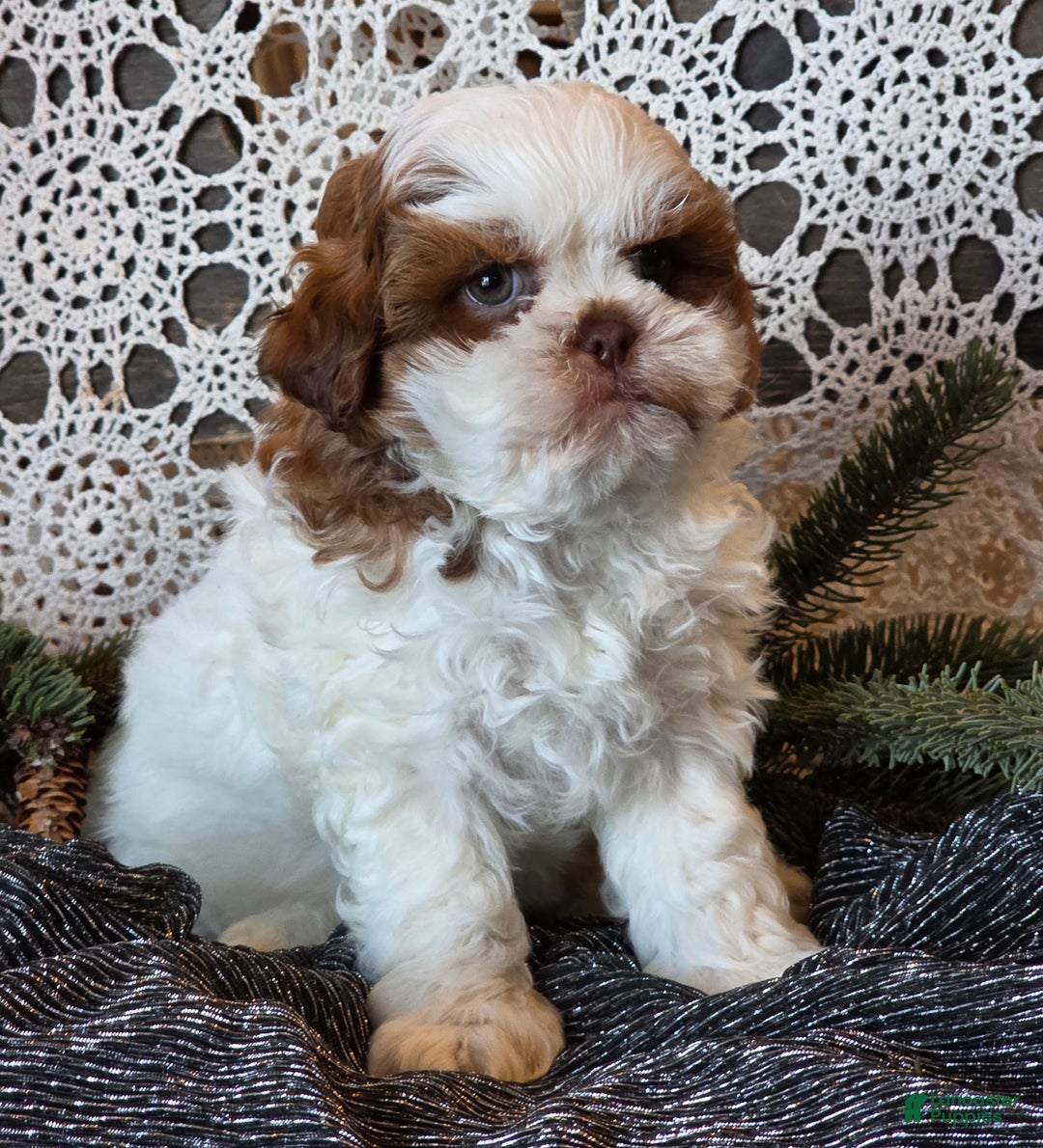Shihpoo dogs for sale: Jimmy - Ad 1