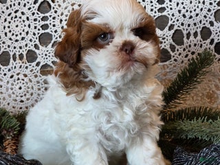 Shihpoo dogs Jimmy - Ad 13