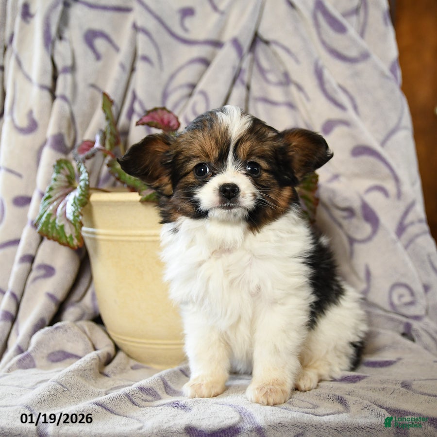 Papillon dogs Emily - Ad 2