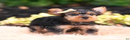 Yorkshire Terrier dogs for sale: Quibbi - Ad 4