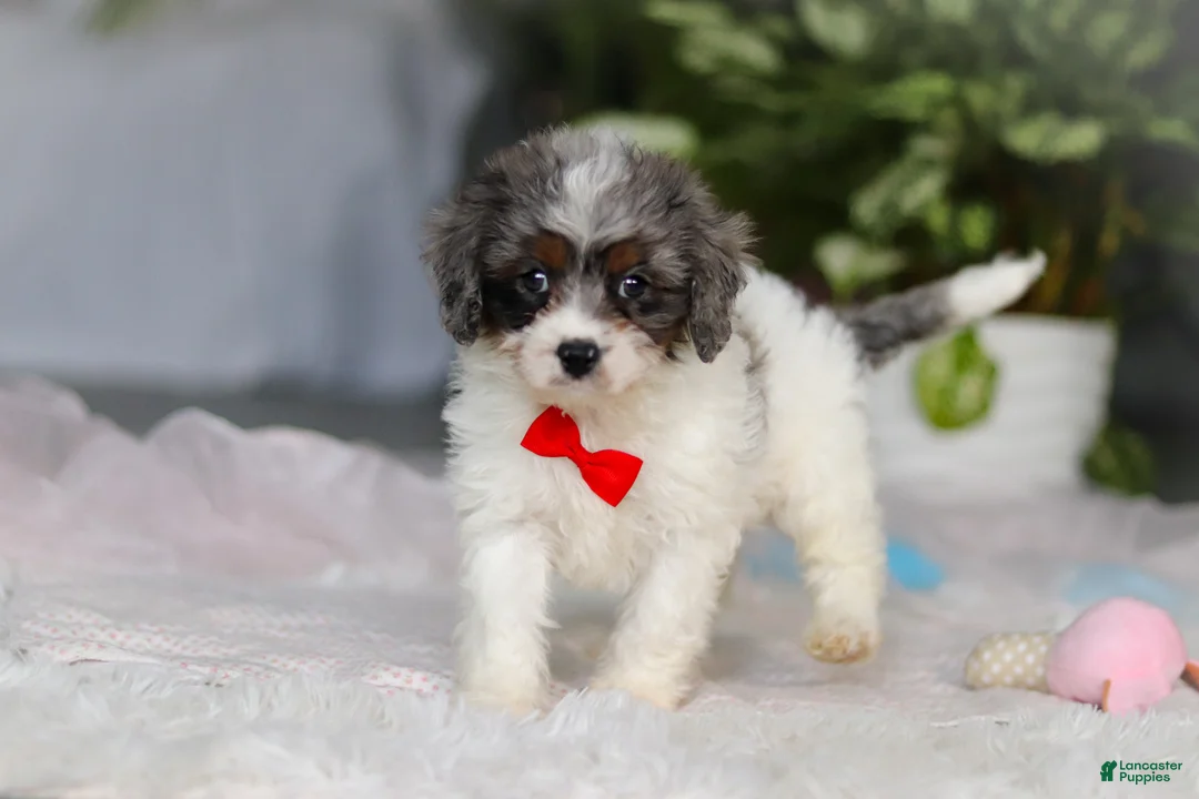 Cavapoo dogs for sale: Jordan - Ad 4
