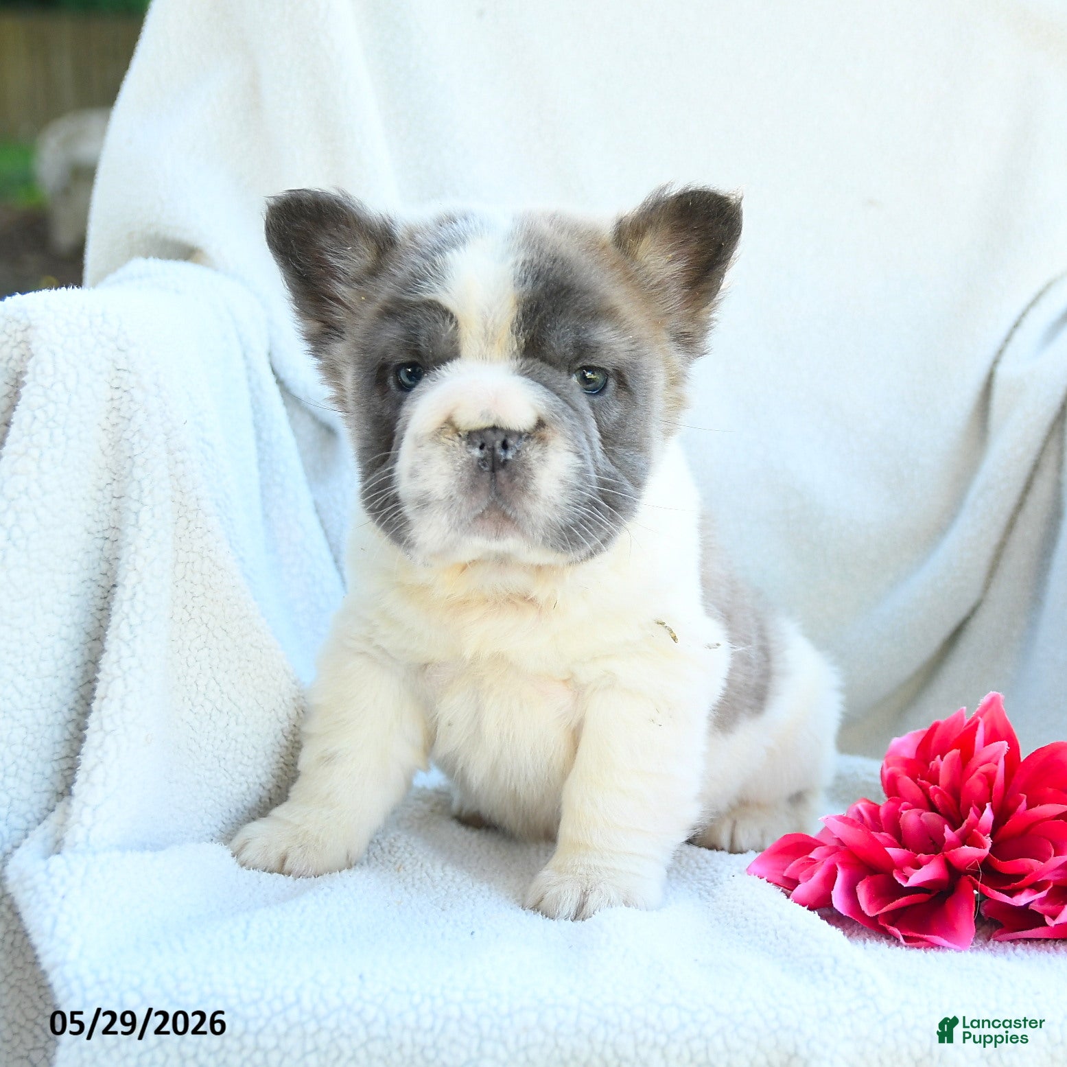 French Bulldog dogs Gregery - Ad 1