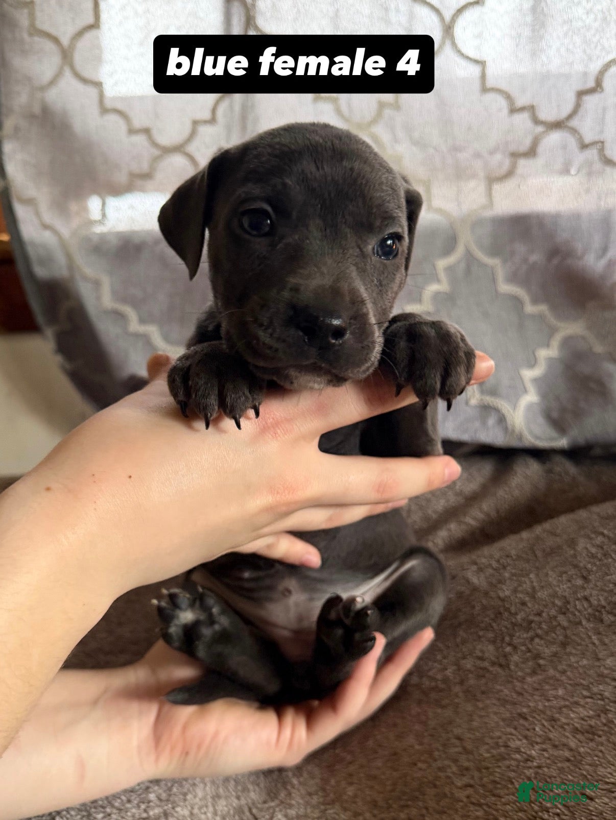 Mixed Breed dogs for sale: Puppy 4 - Ad 1