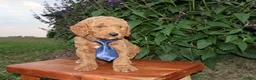 Mini Goldendoodle dogs for sale: Little Jack - Ad 3