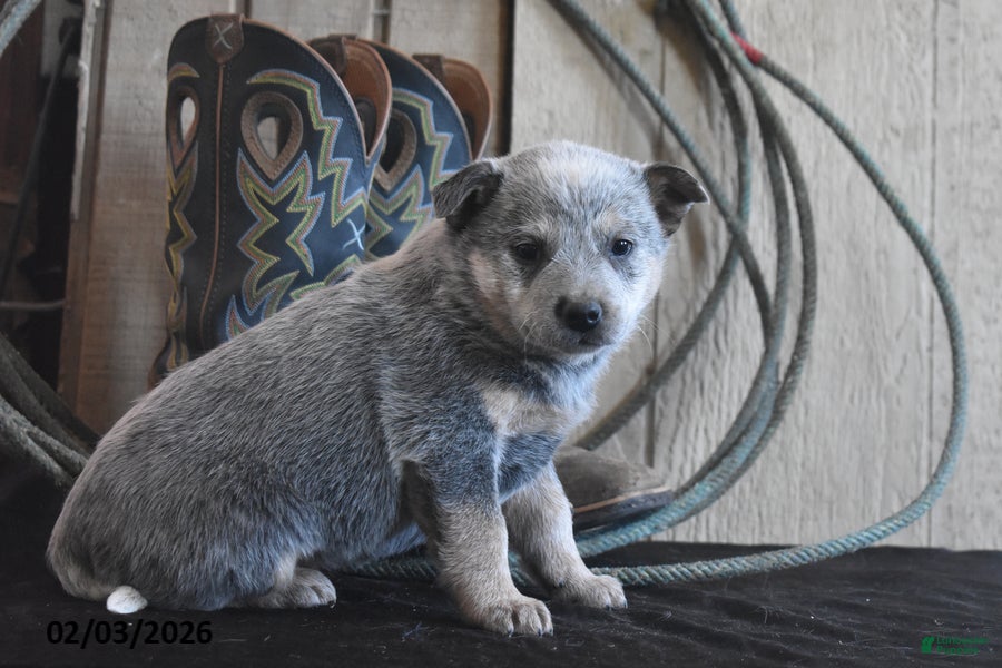 Australian Cattle Dog dogs Torry - Ad 2