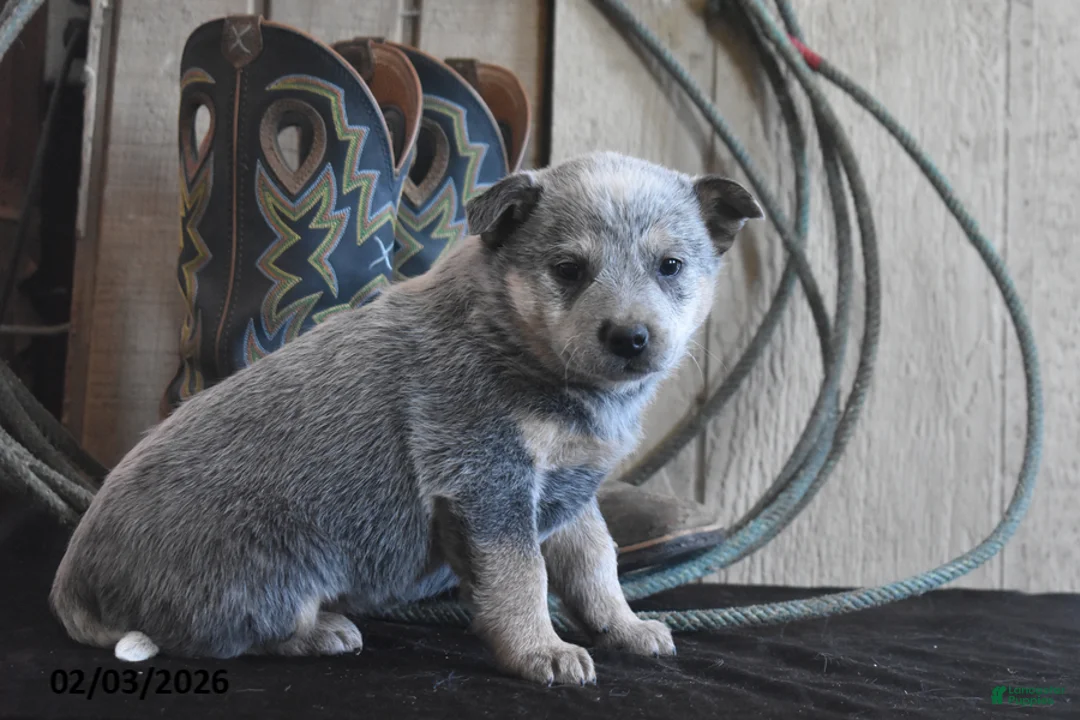 Australian Cattle Dog dogs for sale: Torry - Ad 2