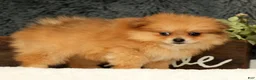 Pomeranian dogs for sale: Chai - Ad 7