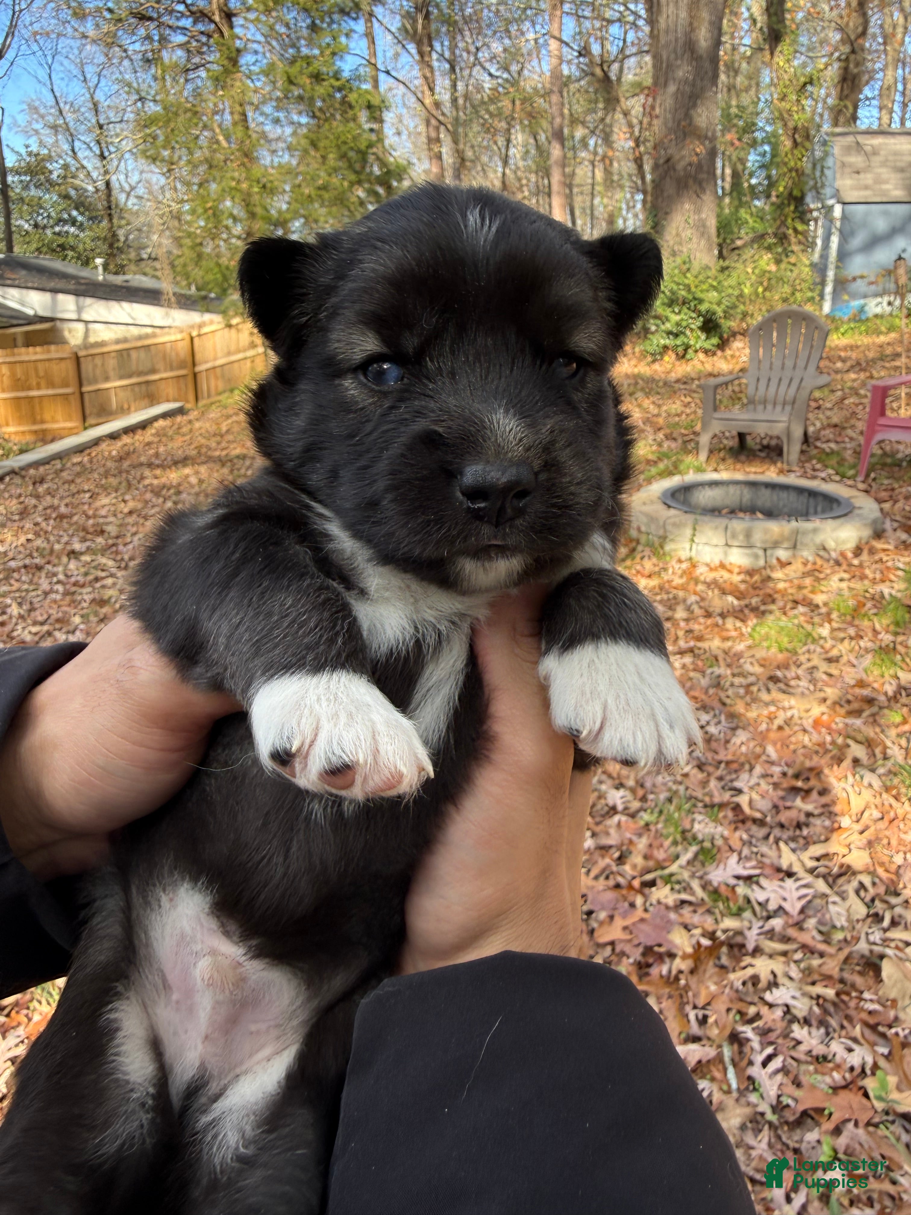 Siberian Husky dogs Dark - Ad 8