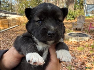 Siberian Husky dogs Dark - Ad 8