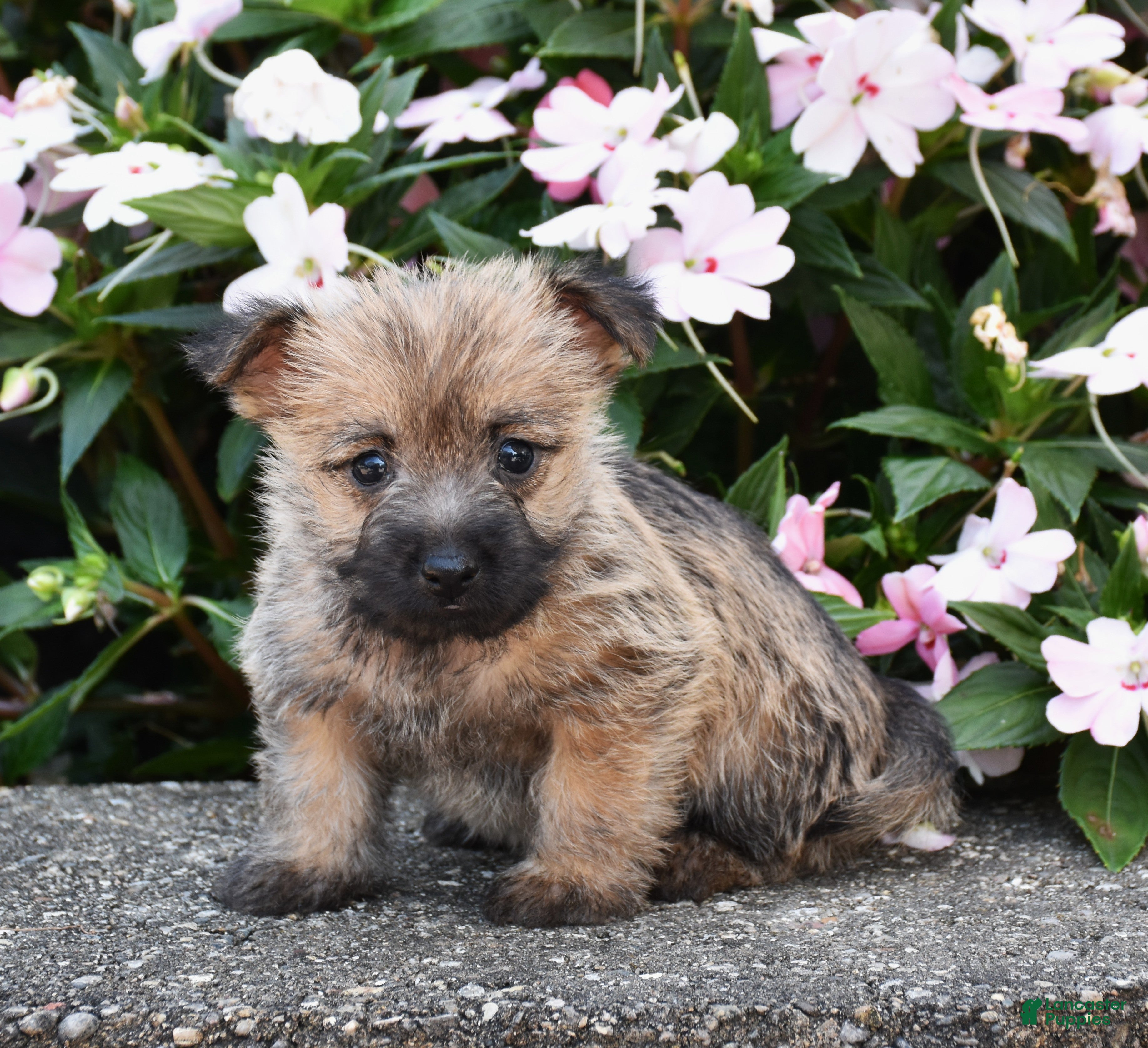 Cairn Terrier dogs Autumn - Ad 1