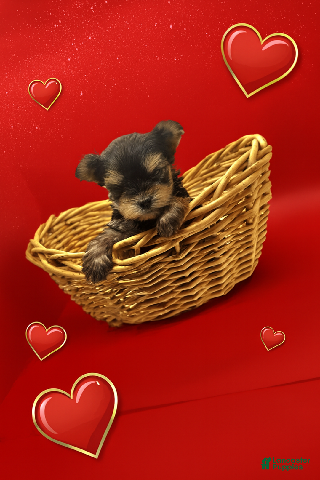 Yorkshire Terrier dogs for sale: Bailey (tcup size) - Ad 5