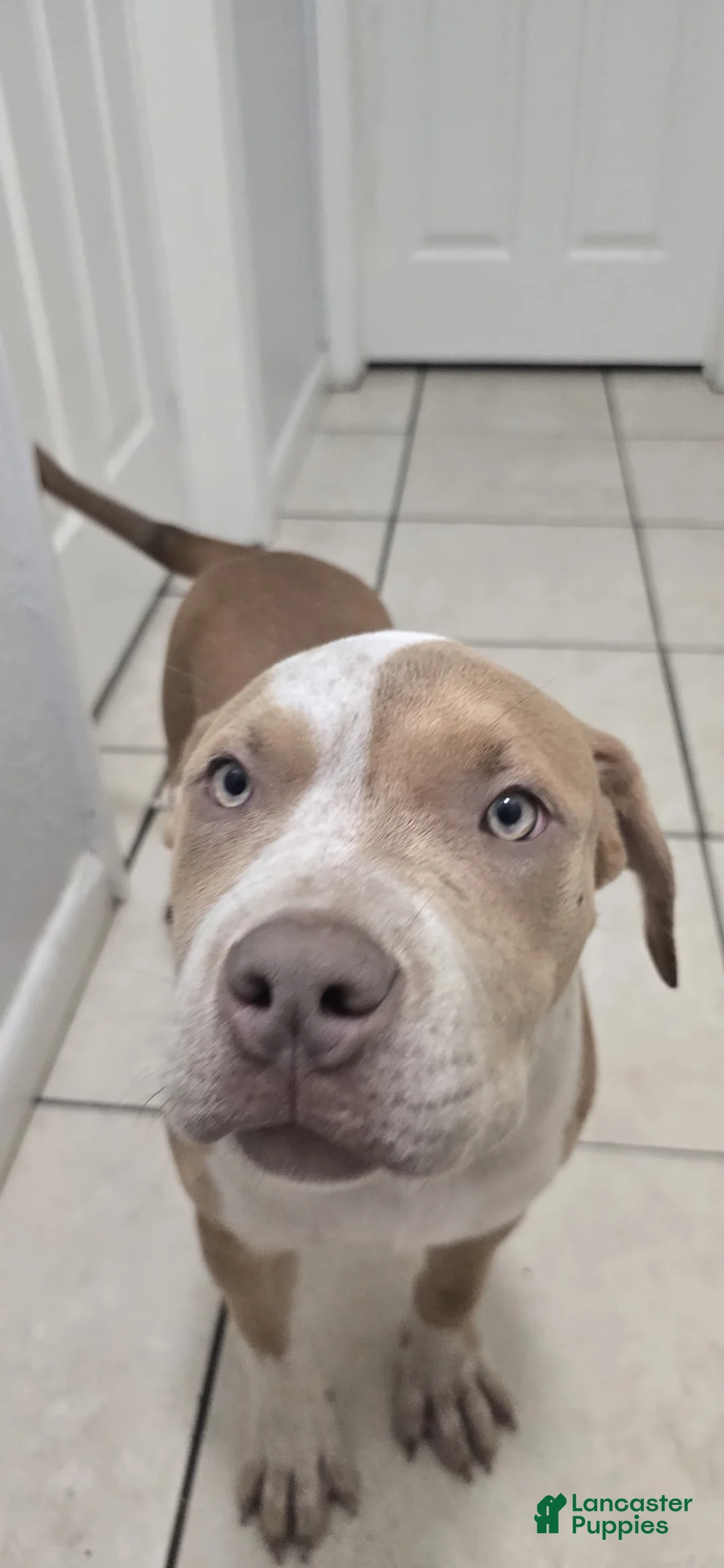 American Bully dogs for sale: American Bully Puppy 2 - Ad 2