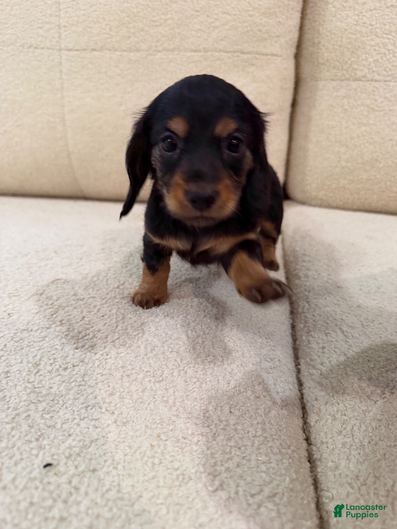 Miniature Dachshund dogs Miniature Dachshund 1 - Ad 1