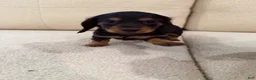 Miniature Dachshund dogs for sale: Miniature Dachshund 1 - Ad 1