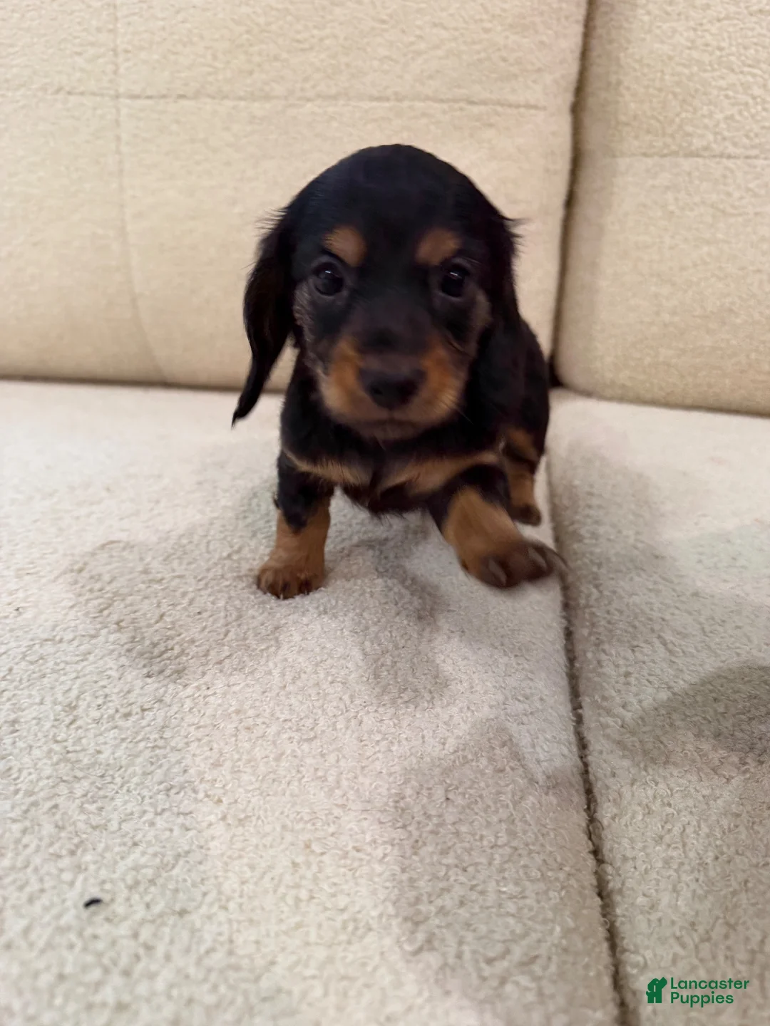 Miniature Dachshund dogs for sale: Miniature Dachshund 1 - Ad 1