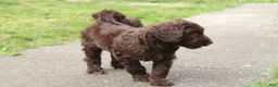 Labradoodle dogs for sale: Eros - Ad 6