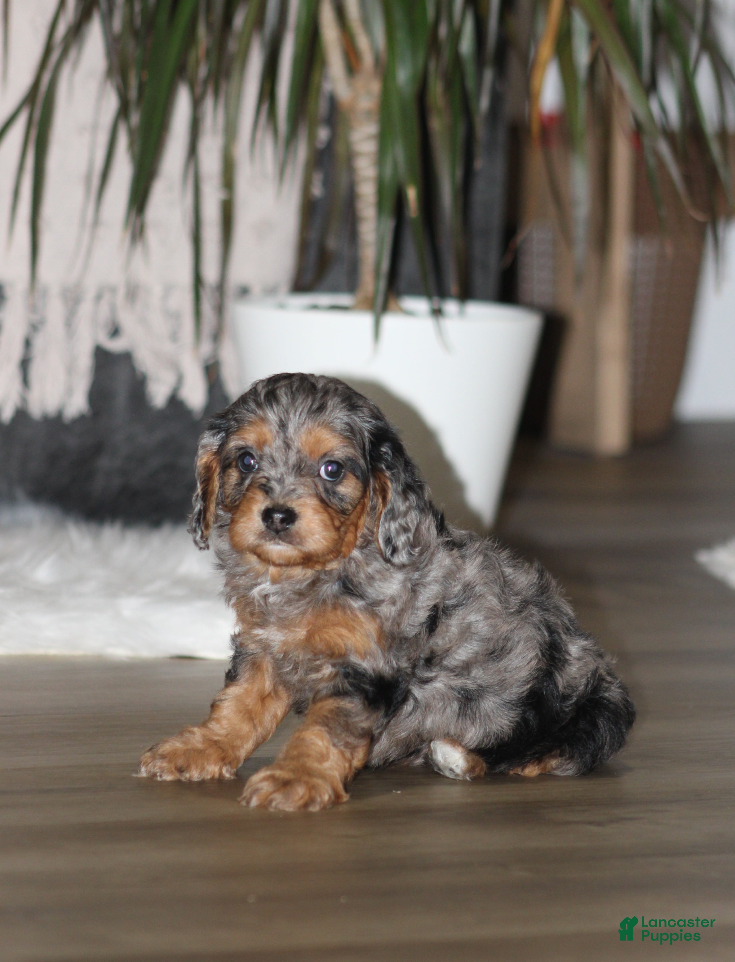 Cavapoo dogs Cody - Ad 1