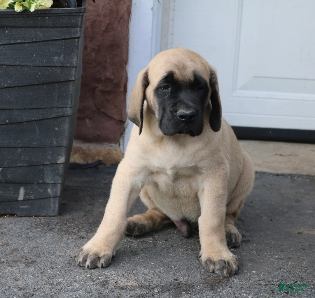 English Mastiff dogs for sale: Samson - Ad 2