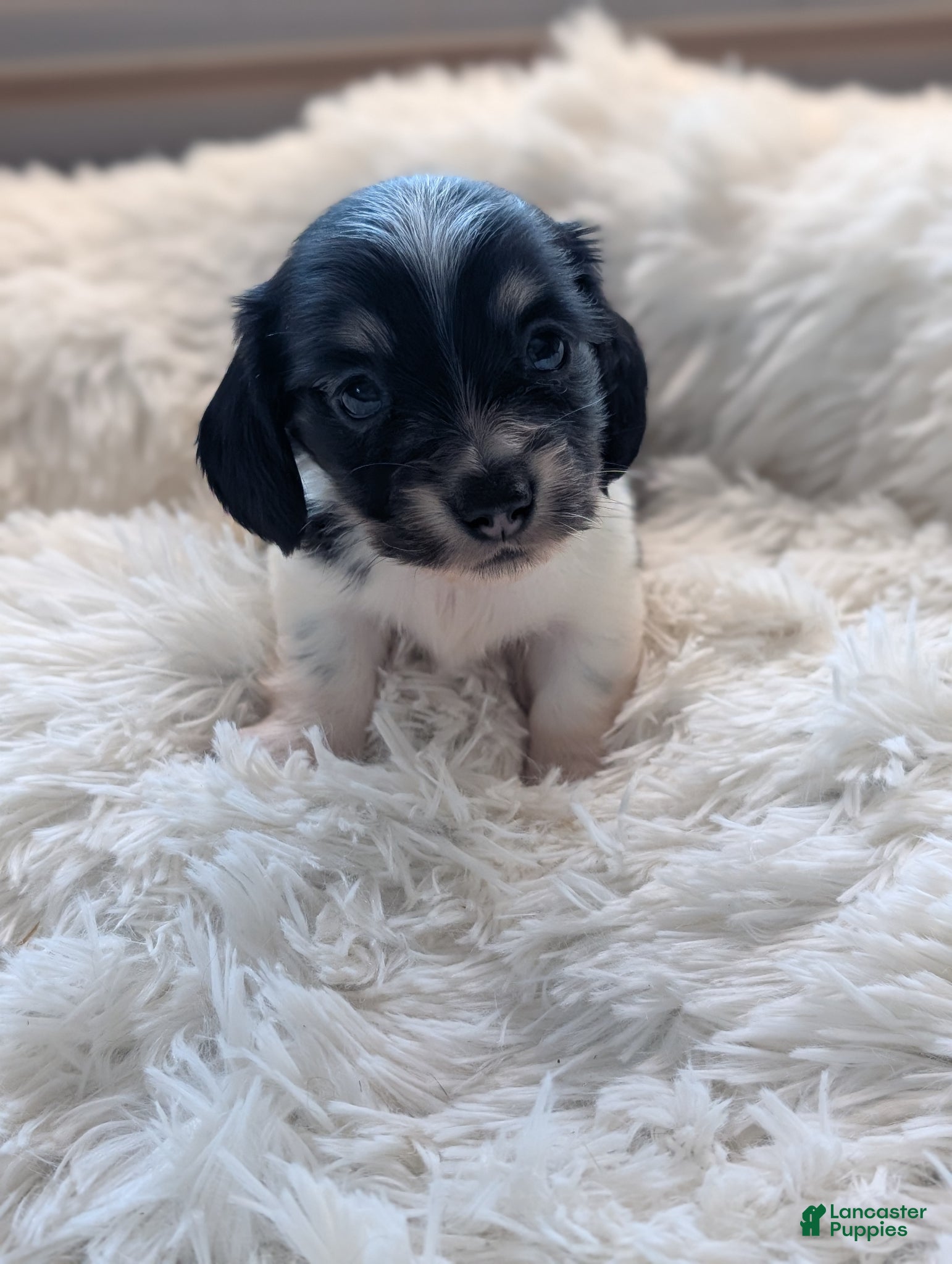 Miniature Dachshund dogs Miniature Dachshund Puppy 4 - Ad 8