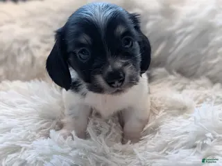 Miniature Dachshund dogs Miniature Dachshund Puppy 4 - Ad 8