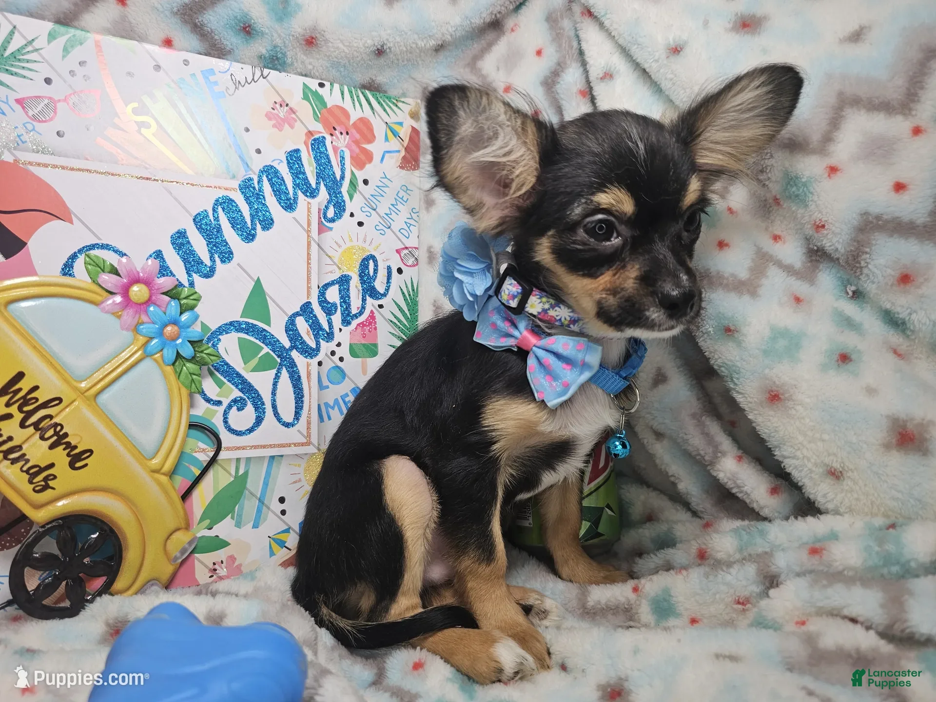 Chihuahua dogs Foxx LH Tri-Color - Ad 19