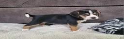 Puggle dogs for sale: Rosie - Ad 2