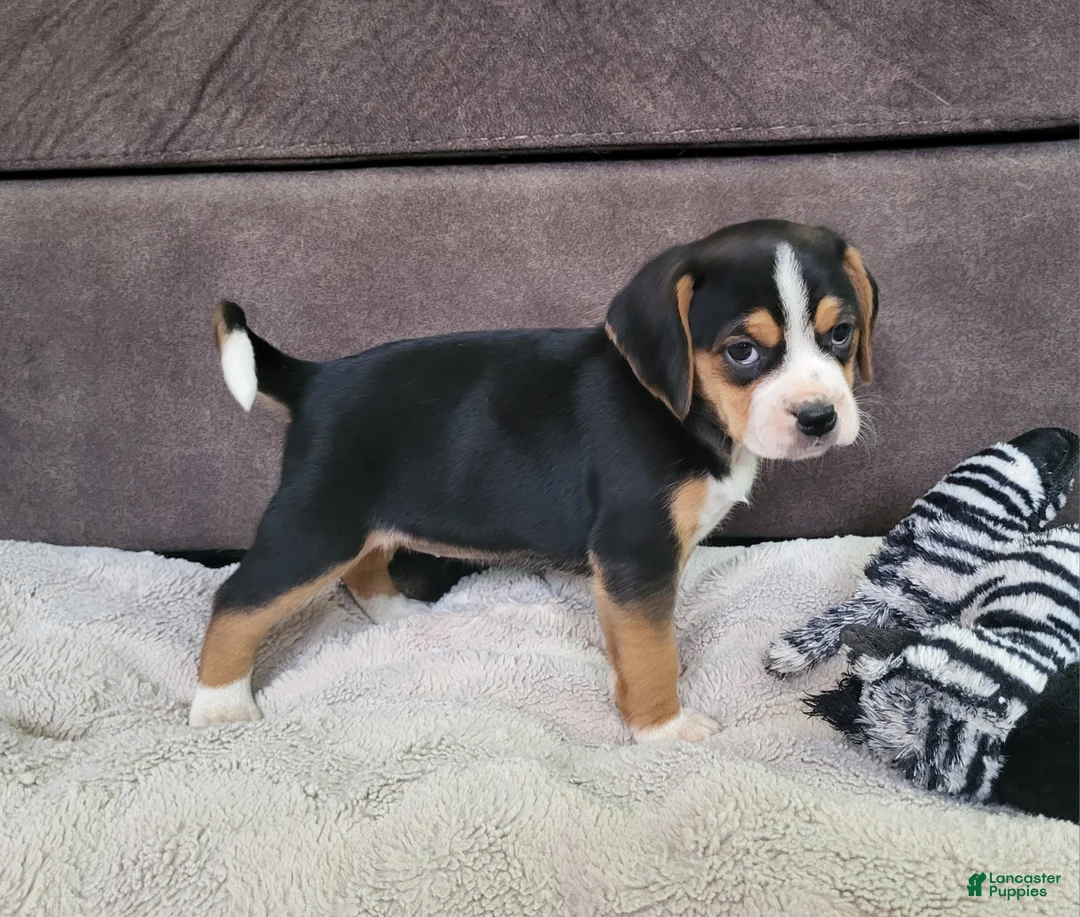 Puggle dogs for sale: Rosie - Ad 2