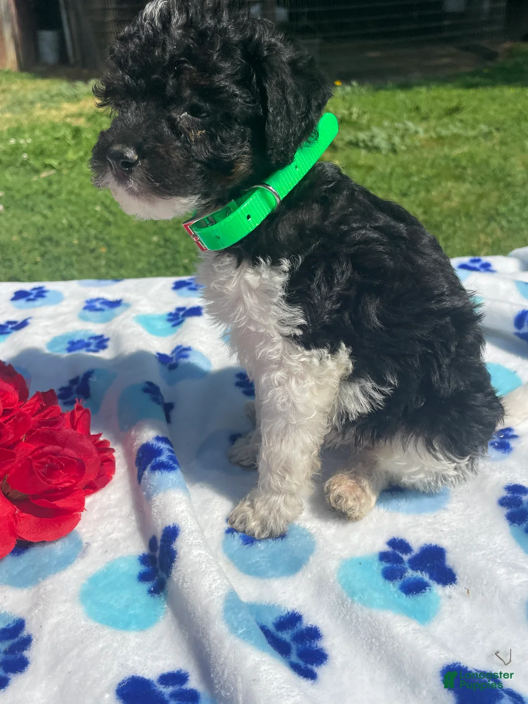 Mixed Breed dogs for sale: Neville - Ad 2