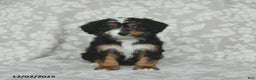 Mini Bernedoodle dogs for sale: Tulip - Ad 4