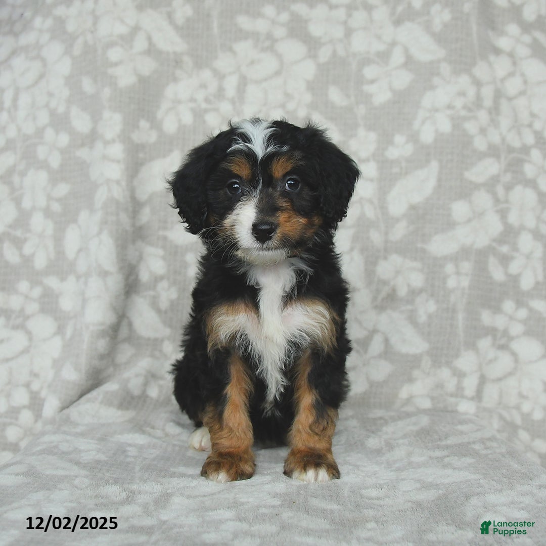 Mini Bernedoodle dogs for sale: Tulip - Ad 4