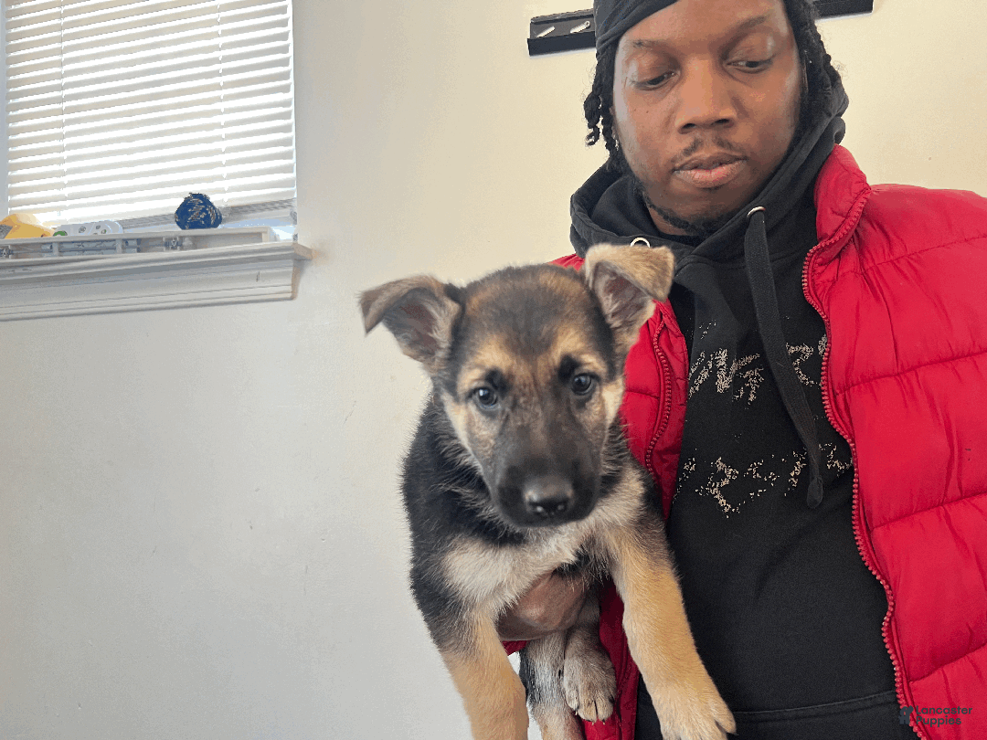 German Shepherd dogs for sale: Buttercup - Ad 1