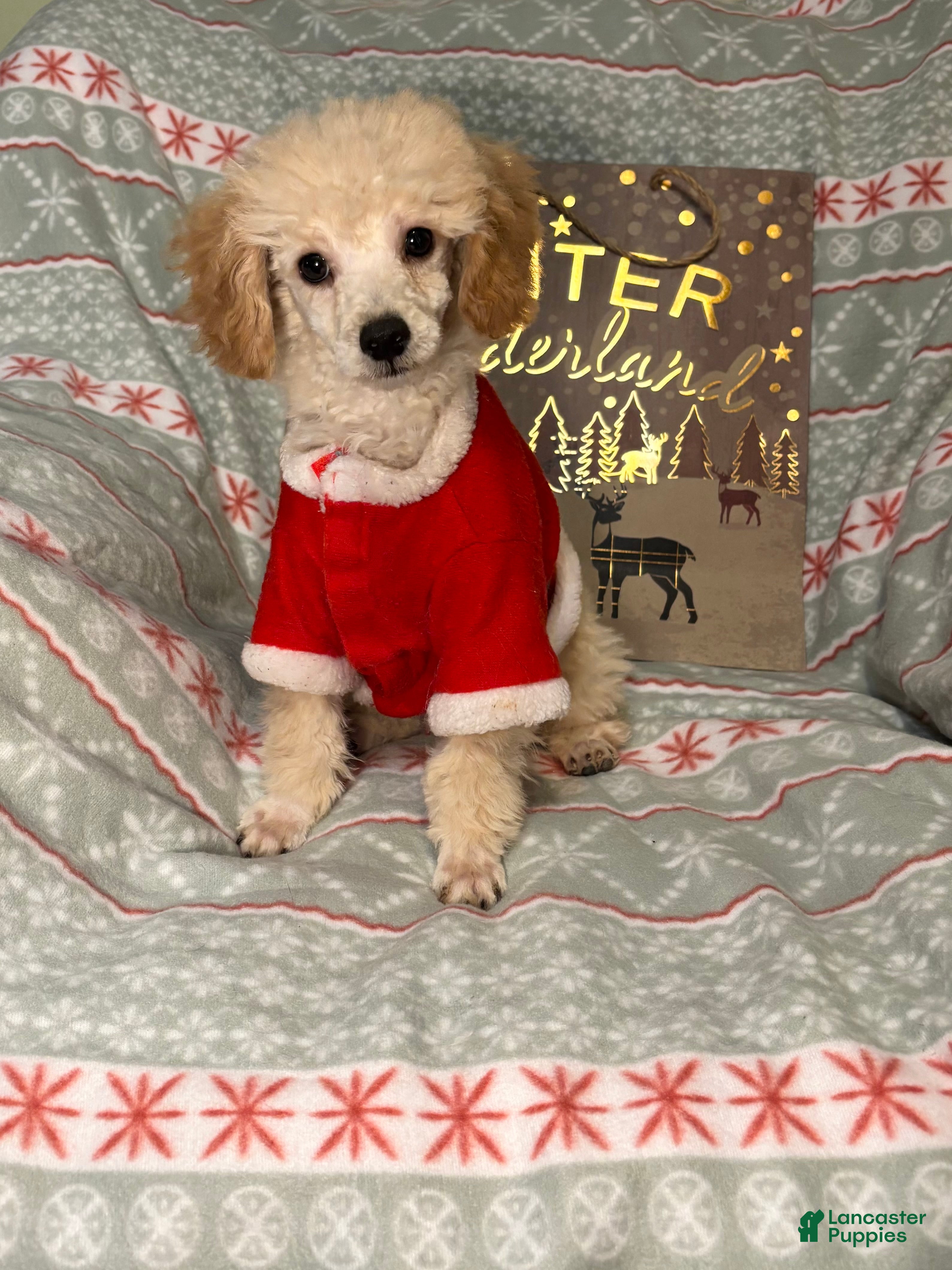 Toy Poodle dogs Yodel  - Ad 2