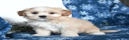 Shihpoo dogs for sale: Wyatt - Ad 3